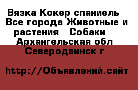 Вязка Кокер спаниель - Все города Животные и растения » Собаки   . Архангельская обл.,Северодвинск г.